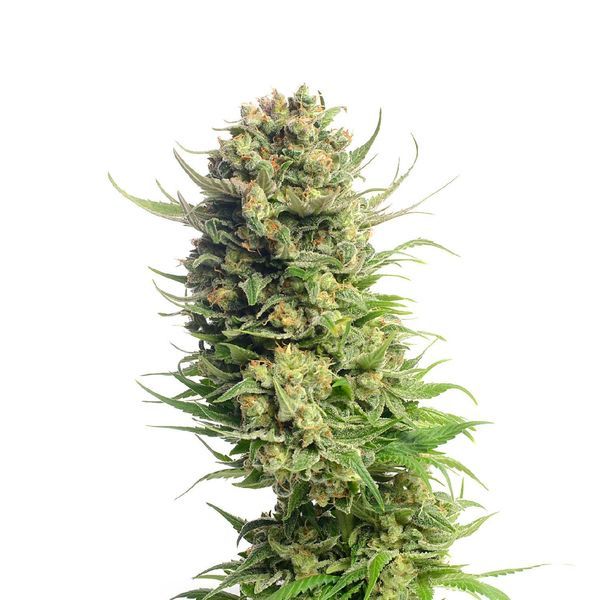 Spicebomb (Amsterdam Genetics) feminisiert