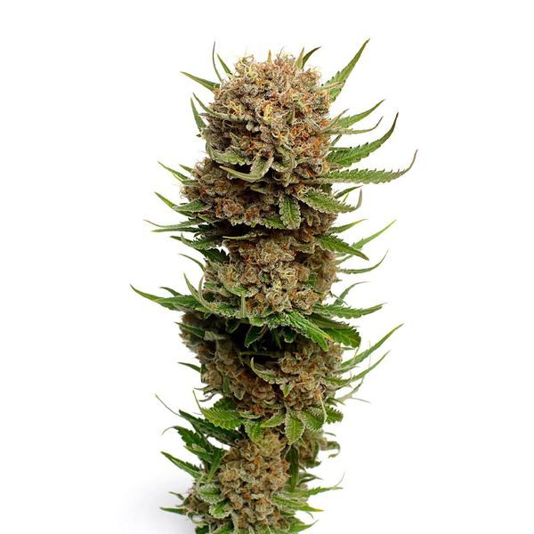 Candyfloss (Amsterdam Genetics) feminisiert