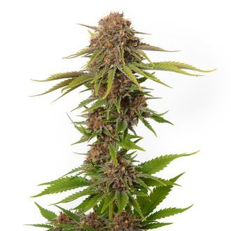 Forbidden Passionfruit (Amsterdam Genetics) feminisiert Forbidden Passionfruit (Amsterdam Genetics) feminisiert