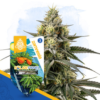 Solar Panel (Zamnesia Seeds) feminisiert