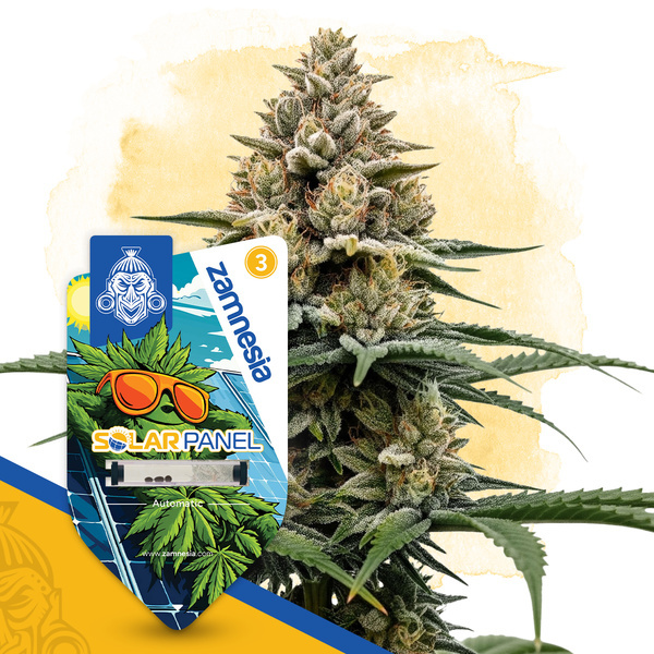 Solar Panel Autoflower (Zamnesia Seeds) feminisiert