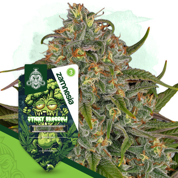 Sticky Broccoli (Zamnesia Seeds) feminisiert