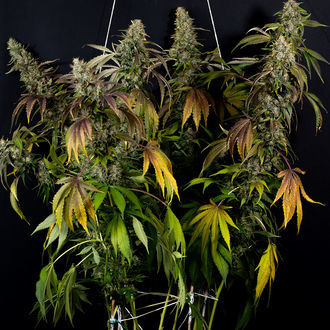 Sticky Broccoli (Zamnesia Seeds) feminisiert