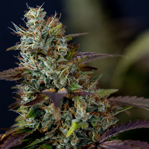 Sticky Broccoli (Zamnesia Seeds) feminisiert