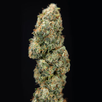 Sticky Broccoli (Zamnesia Seeds) feminisiert