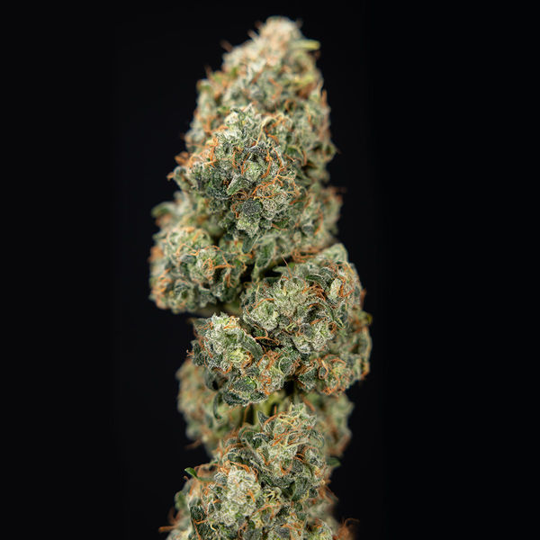 Sticky Broccoli (Zamnesia Seeds) feminisiert