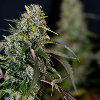 Sticky Broccoli (Zamnesia Seeds) feminisiert