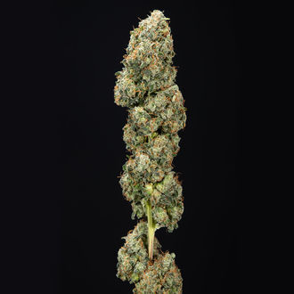 Sticky Broccoli (Zamnesia Seeds) feminisiert