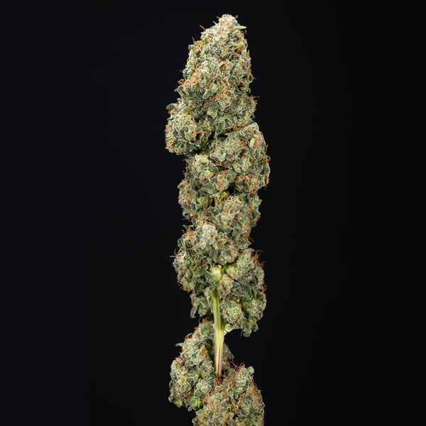 Sticky Broccoli (Zamnesia Seeds) feminisiert