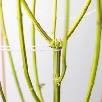 Sticky Broccoli (Zamnesia Seeds) feminisiert
