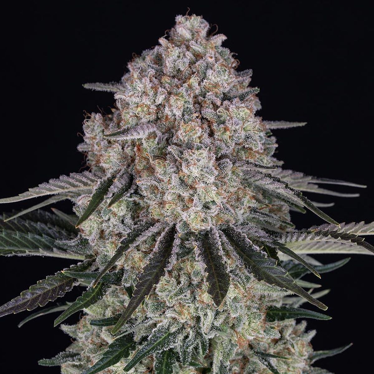 Red Diesel Feminisiert (Barney's Farm)
