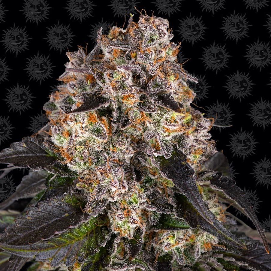 Cookie Kush Feminisiert (Barney's Farm)