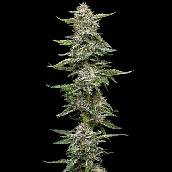 Garlic Budder (Humboldt Seed Company) feminisiert