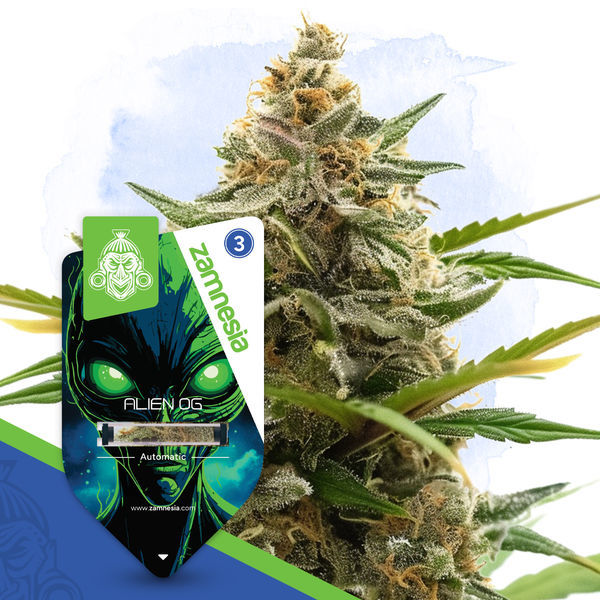 Alien OG Automatic (Zamnesia Seeds) feminisiert