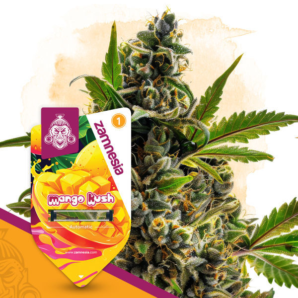 Mango Kush Automatic (Zamnesia Seeds) feminisiert