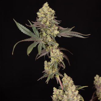 Tropicana Cookies (Zamnesia Seeds) feminisiert