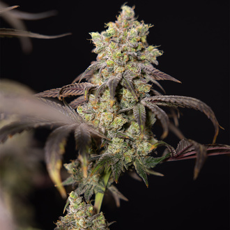 Tropicana Cookies (Zamnesia Seeds) feminisiert