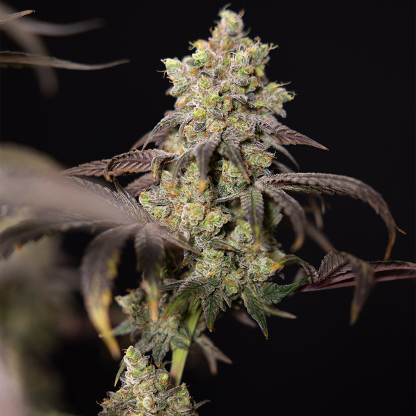 Tropicana Cookies (Zamnesia Seeds) feminisiert