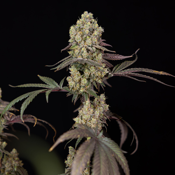 Tropicana Cookies (Zamnesia Seeds) feminisiert