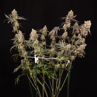 Tropicana Cookies (Zamnesia Seeds) feminisiert