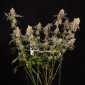 Tropicana Cookies (Zamnesia Seeds) feminisiert