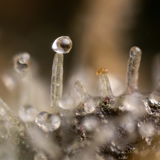 Tropicana Cookies (Zamnesia Seeds) feminisiert