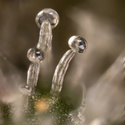 Tropicana Cookies (Zamnesia Seeds) feminisiert