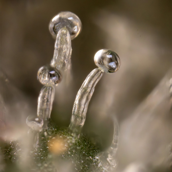 Tropicana Cookies (Zamnesia Seeds) feminisiert