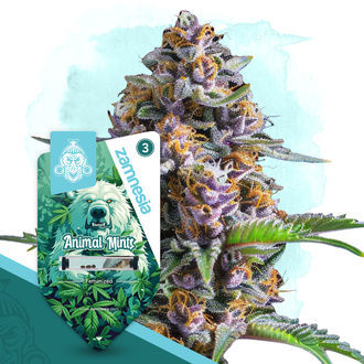 Animal Mints (Zamnesia Seeds) feminisiert