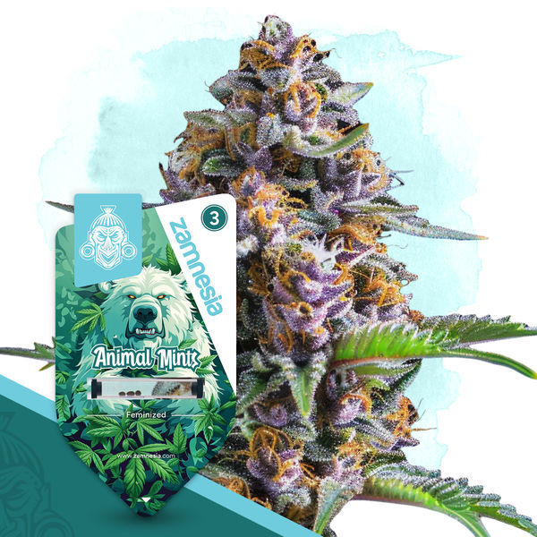 Animal Mints (Zamnesia Seeds) feminisiert