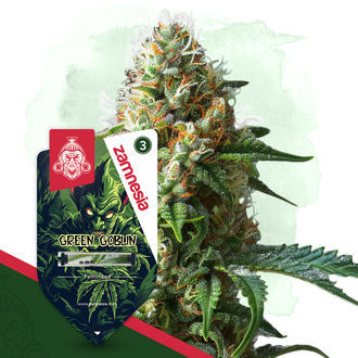 Green Goblin (Zamnesia Seeds) feminisiert