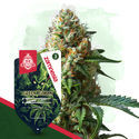 Green Goblin (Zamnesia Seeds) feminisiert