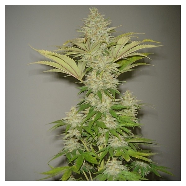Bubblicious (Resin Seeds) feminisiert