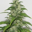 Yummy (Resin Seeds) feminisiert