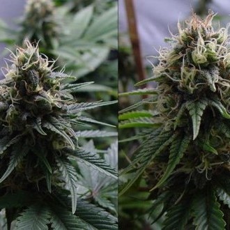 Yummy (Resin Seeds) feminisiert