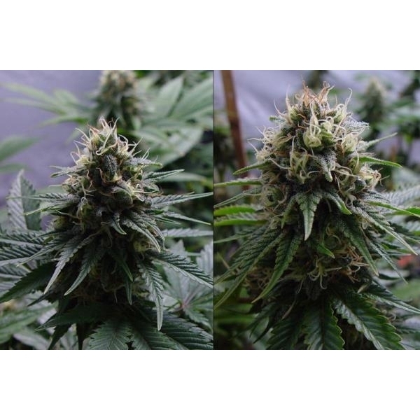 Yummy (Resin Seeds) feminisiert