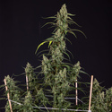 Fruit Punch Automatic (Zamnesia Seeds) feminisiert