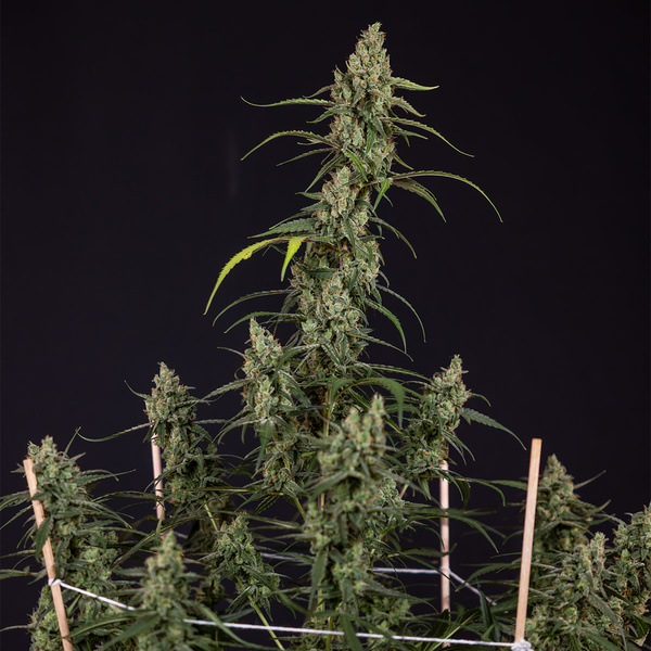 Fruit Punch Automatic (Zamnesia Seeds) feminisiert