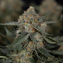Fruit Punch Automatic (Zamnesia Seeds) feminisiert