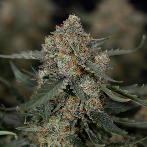 Fruit Punch Automatic (Zamnesia Seeds) feminisiert