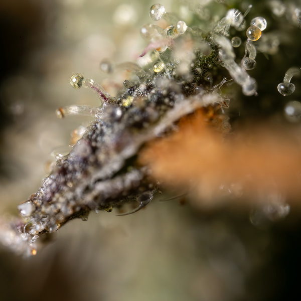 Fruit Punch Automatic (Zamnesia Seeds) feminisiert
