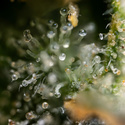 Fruit Punch Automatic (Zamnesia Seeds) feminisiert