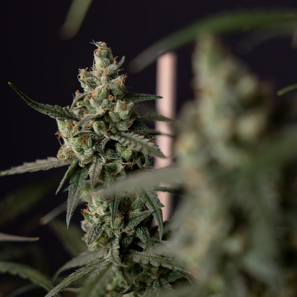 Fruit Punch Automatic (Zamnesia Seeds) feminisiert