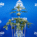 Tangerine Dream (Zamnesia Seeds) feminisiert
