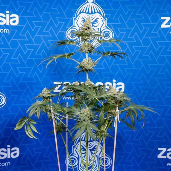 Tangerine Dream (Zamnesia Seeds) feminisiert