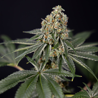 Tangerine Dream (Zamnesia Seeds) feminisiert
