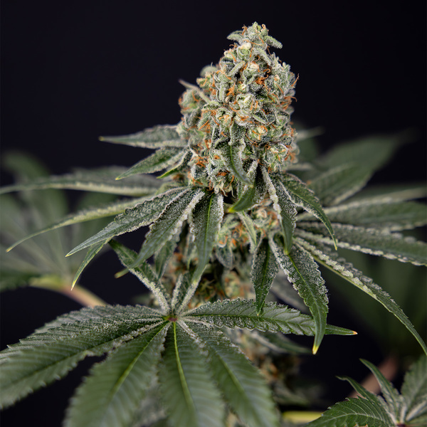 Tangerine Dream (Zamnesia Seeds) feminisiert