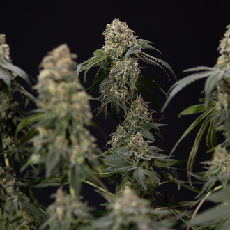 Tangerine Dream (Zamnesia Seeds) feminisiert