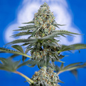 Tangerine Dream (Zamnesia Seeds) feminisiert