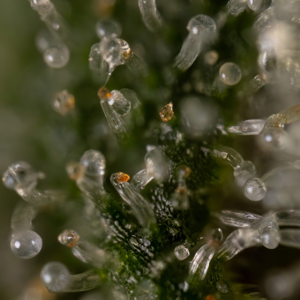 Tangerine Dream (Zamnesia Seeds) feminisiert
